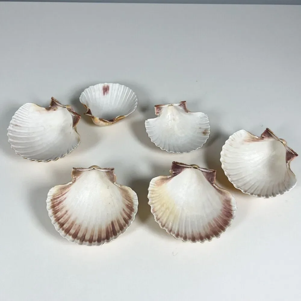 Lot of 6 Seashells Clam Shell Medium 3” Ocean Theme Home Decor